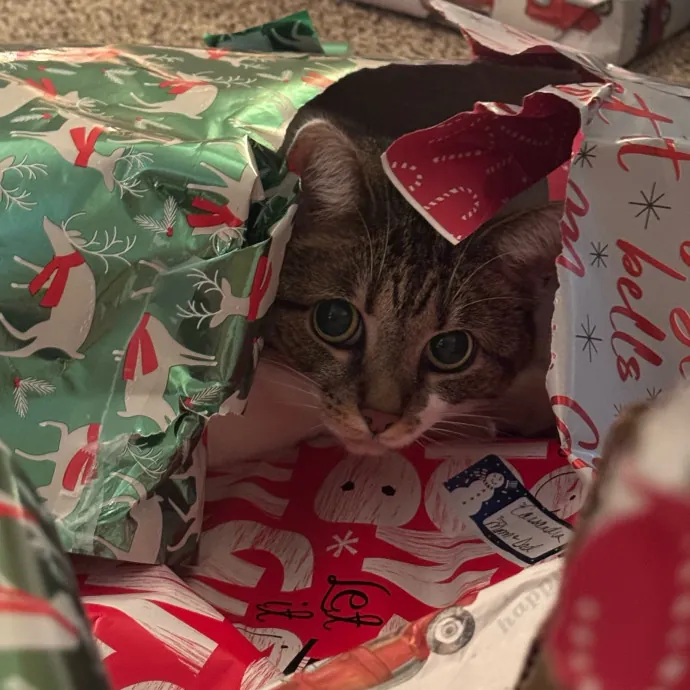 Cassie's Cozy Cat Care