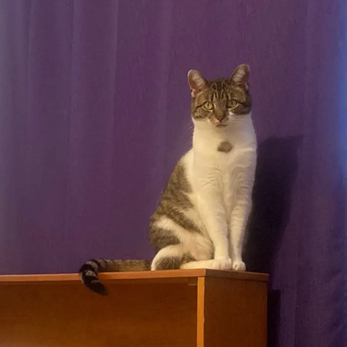 Cassie's Cozy Cat Care photo 4