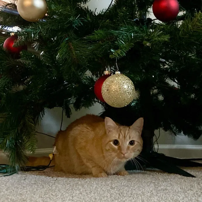 Cassie's Cozy Cat Care photo 3