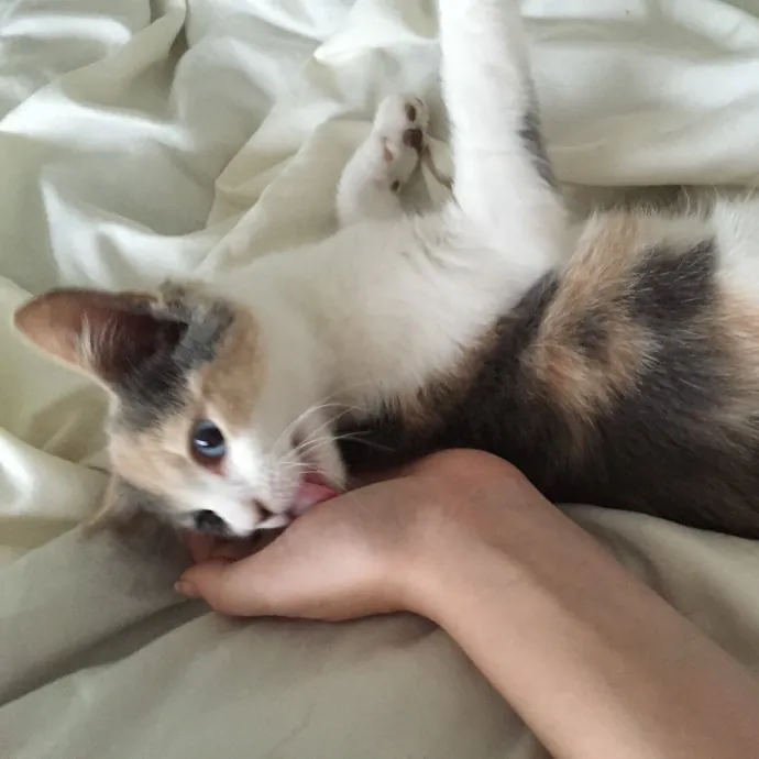 Purrfectly Pampered Cat Sitting