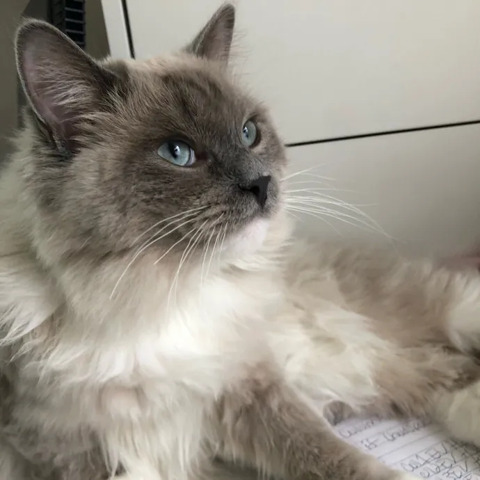 Purrfectly Pampered Cat Sitting photo 4