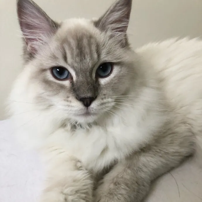 Purrfectly Pampered Cat Sitting photo 3