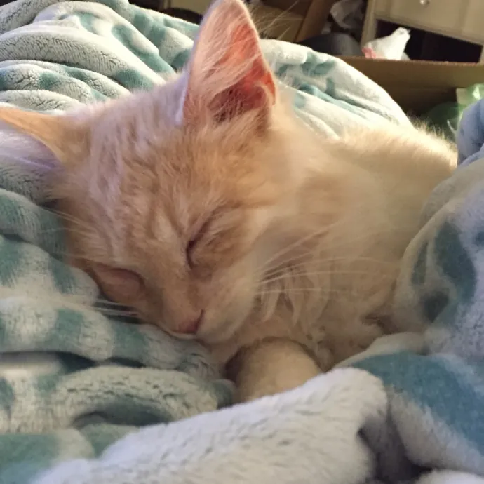 Purrfectly Pampered Cat Sitting photo 2