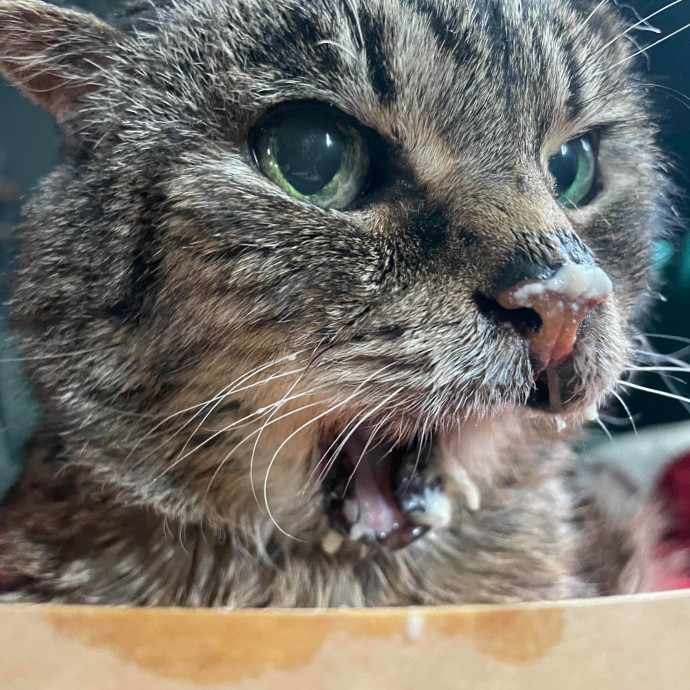 Angie's Alley Cat's photo 2