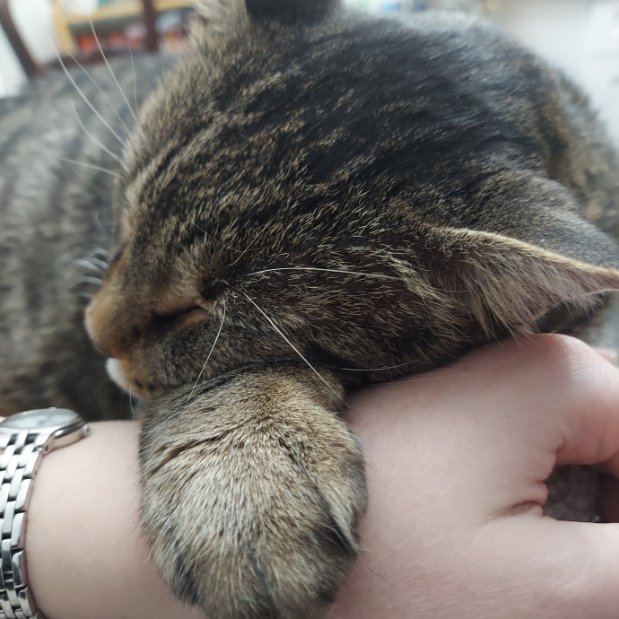 Cat Sitting By Alex photo 3