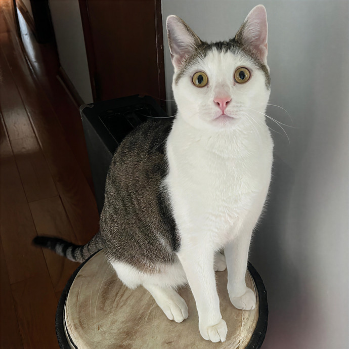 Michaela's Luxury Kitty Sitting