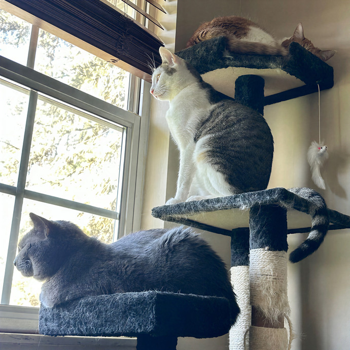Michaela's Luxury Kitty Sitting