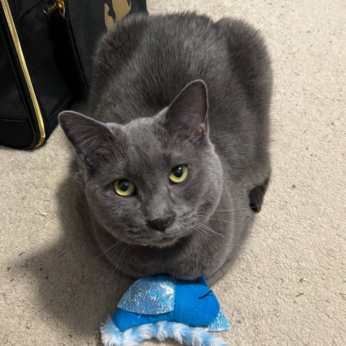 Michaela's Luxury Kitty Sitting photo 3