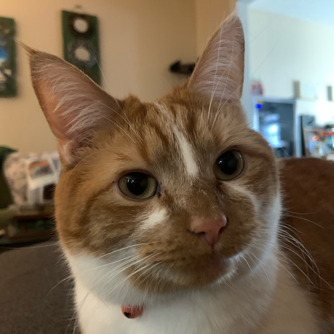 Michaela's Luxury Kitty Sitting photo 2