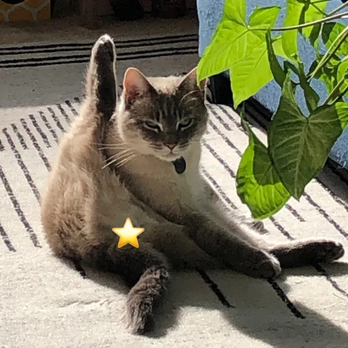 Wenbo's Whisker Watch Trustworthy Cat Care