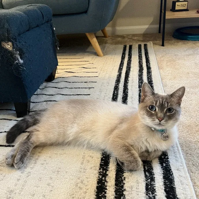 Wenbo's Whisker Watch Trustworthy Cat Care photo 4