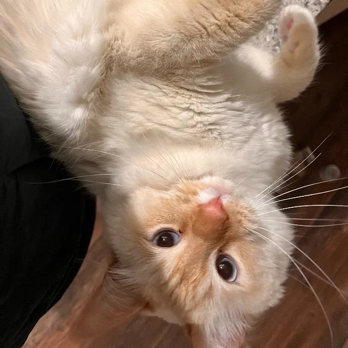 Wenbo's Whisker Watch Trustworthy Cat Care photo 3