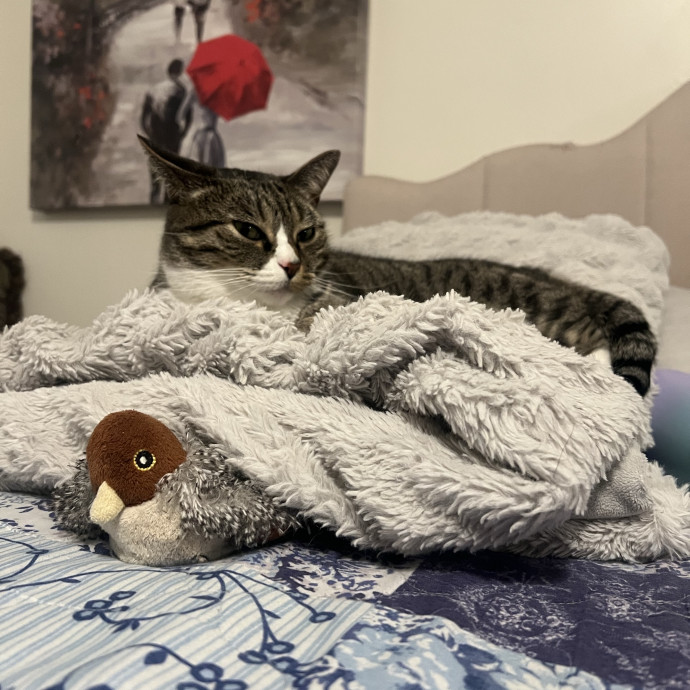 Cat Care From An Experienced Cat Mom