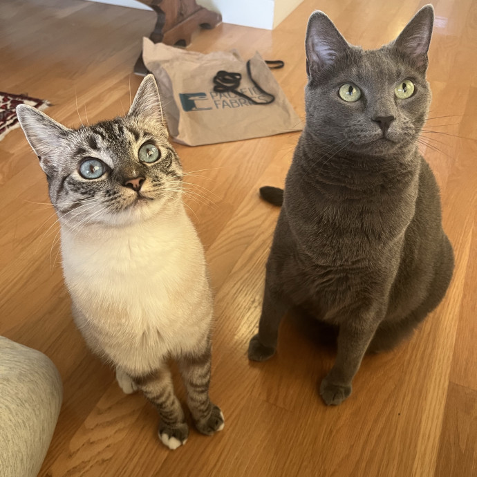 West Seattle Cat Lover