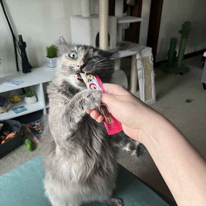 West Seattle Cat Lover