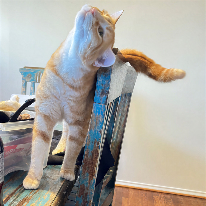 Cats At Peace With Madison In Austin