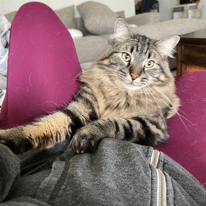 Cats At Peace With Madison In Austin