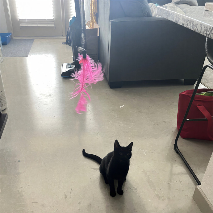 Cats At Peace With Madison In Austin