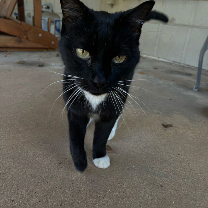 Cats At Peace With Madison In Austin