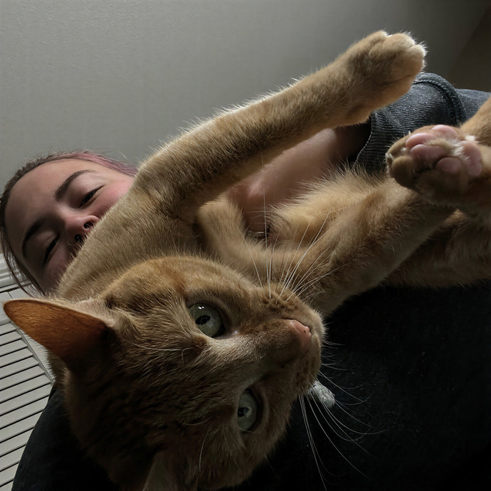Cats At Peace With Madison In Austin