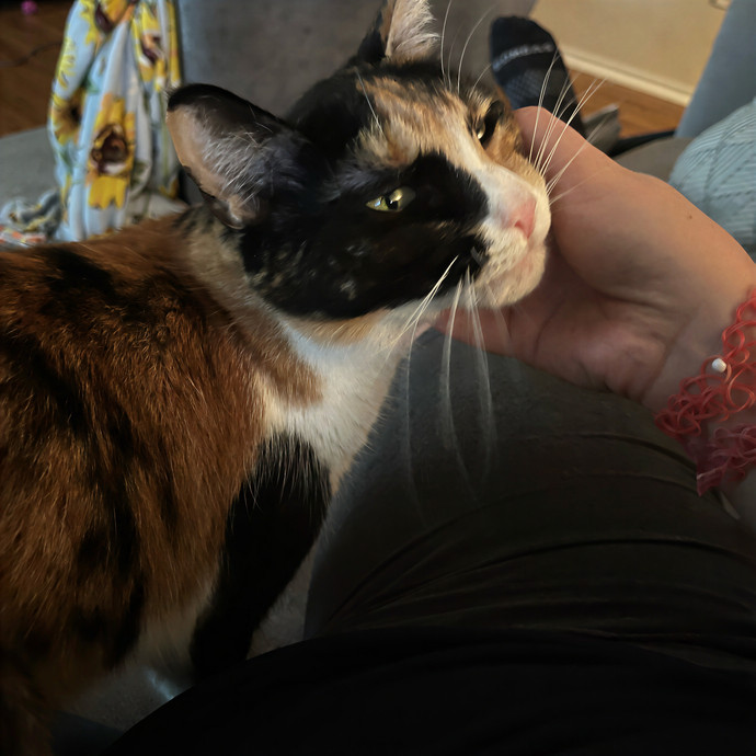Cats At Peace With Madison In Austin