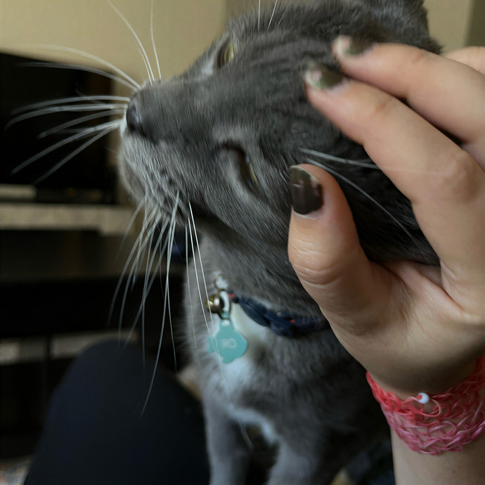 Cats At Peace With Madison In Austin
