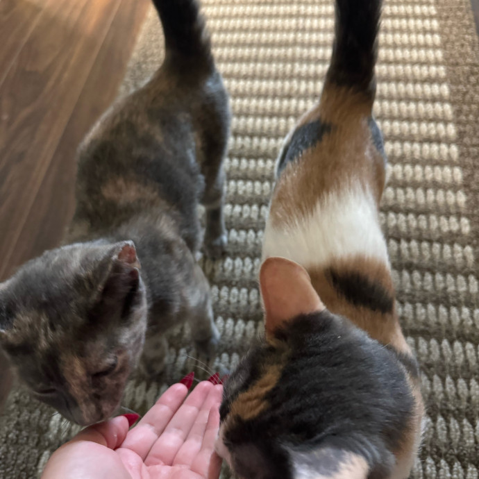 Cats At Peace With Madison In Austin