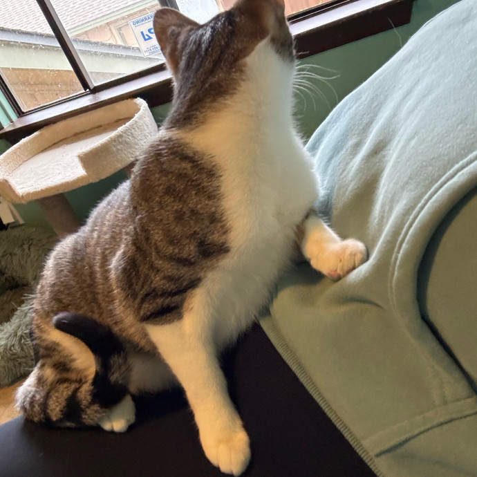 Cats At Peace With Madison In Austin