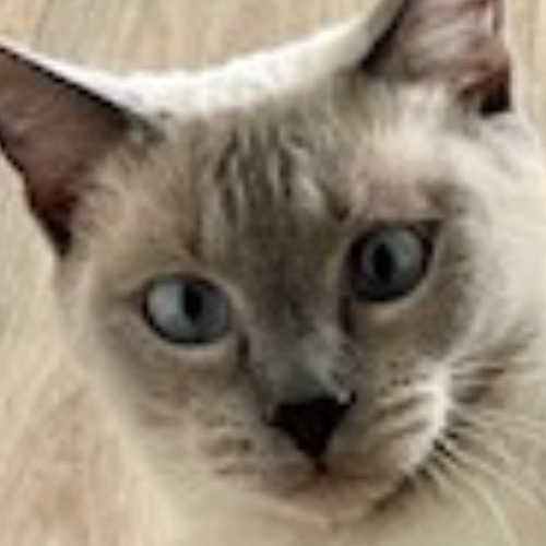 Bay Cat Sitter
