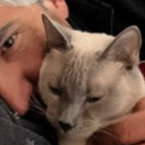 Bay Cat Sitter