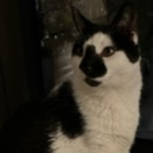Bay Cat Sitter photo 3