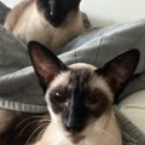 Bay Cat Sitter photo 2