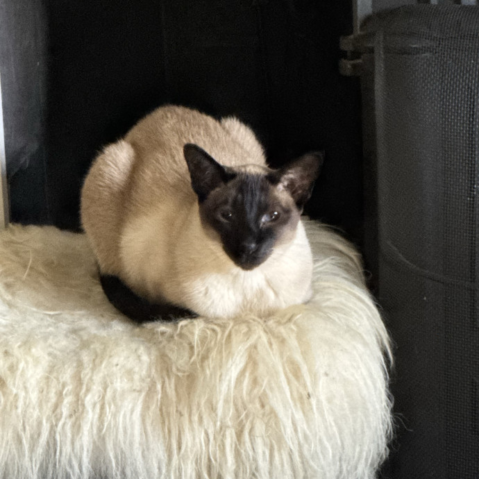Bay Cat Sitter photo 2