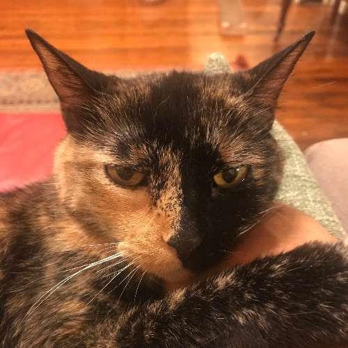 Lolo's Divine Feline Cat Care