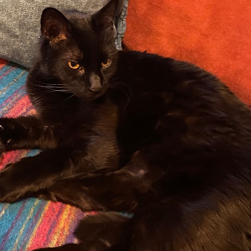 Lolo's Divine Feline Cat Care