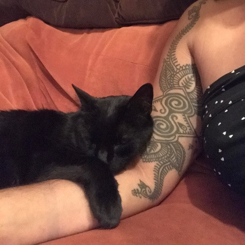 Lolo's Divine Feline Cat Care photo 3