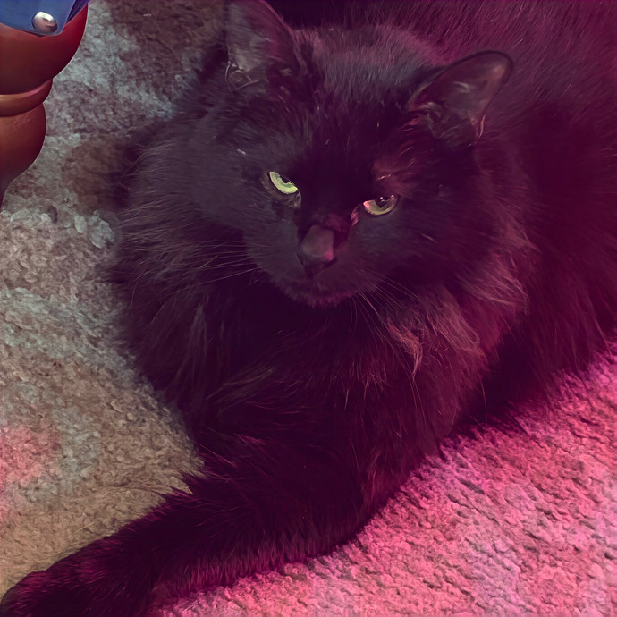 Kay The Kitty Kindred
