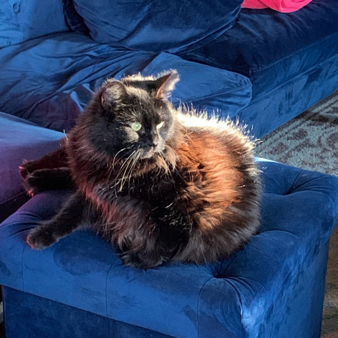 Kay The Kitty Kindred