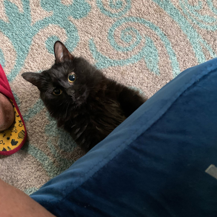 Kay The Kitty Kindred photo 3