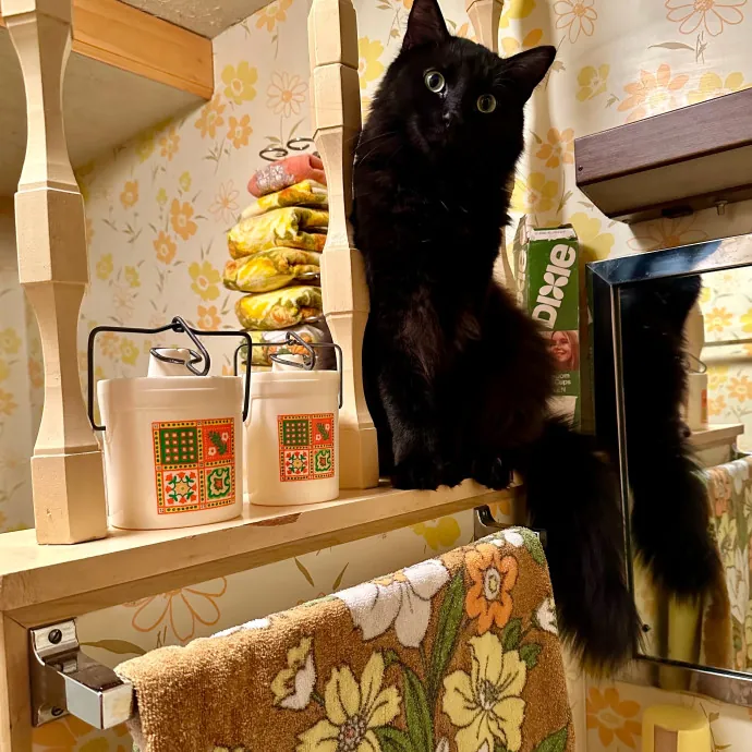 Tell Your Cat I Said Pspsps