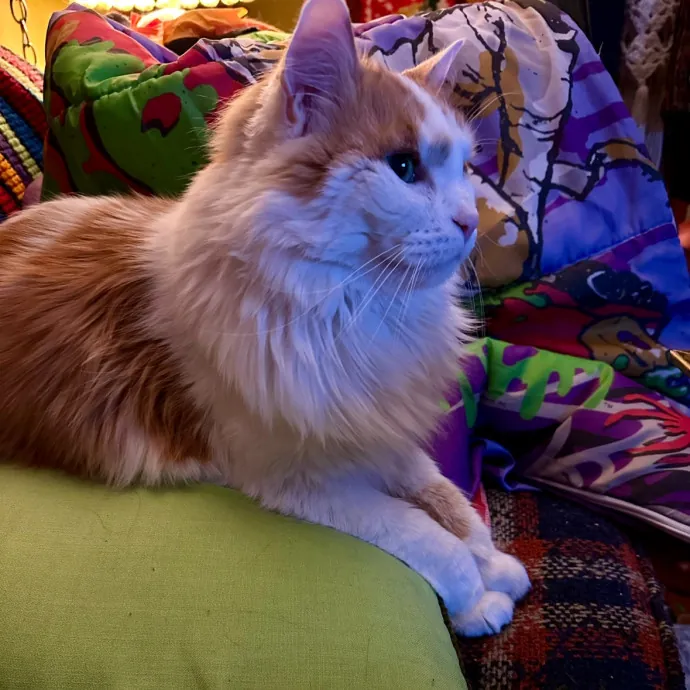 Tell Your Cat I Said Pspsps photo 4