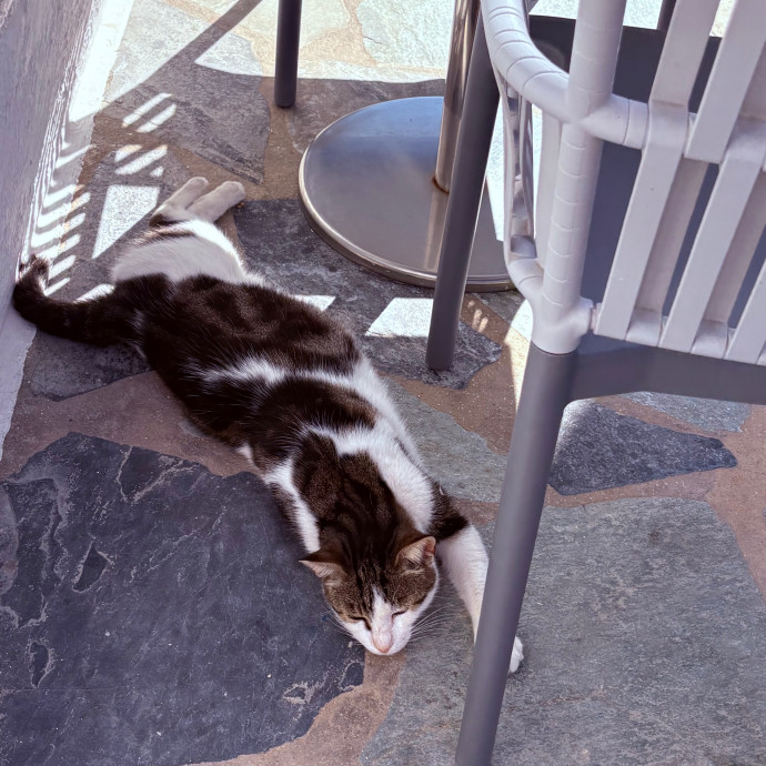 Caring Affordable Cat Sitter