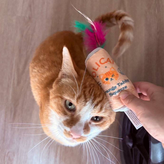 Caring Affordable Cat Sitter photo 3