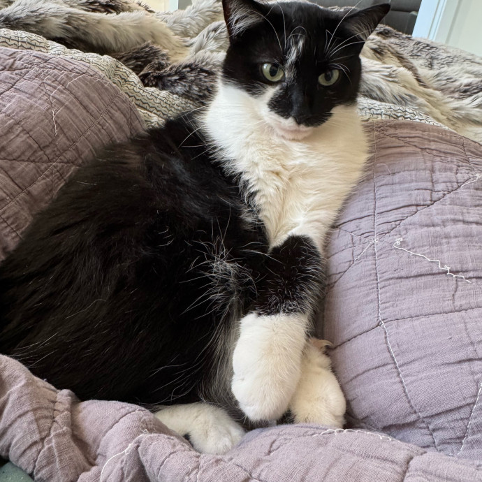 Trusted Cat Care From A Cat Lady