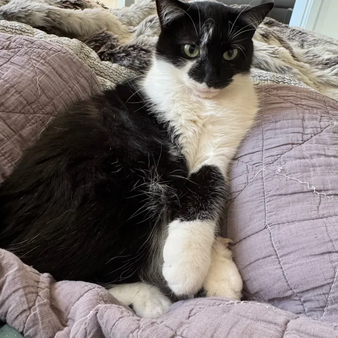 Trusted Cat Care From A Cat Lady