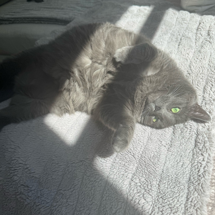 Trusted Cat Care From A Cat Lady