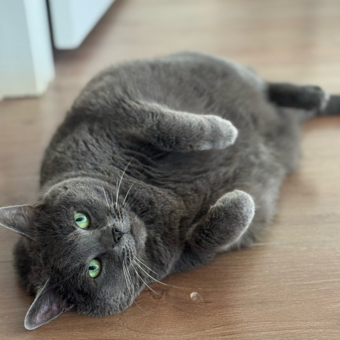 Trusted Cat Care From A Cat Lady