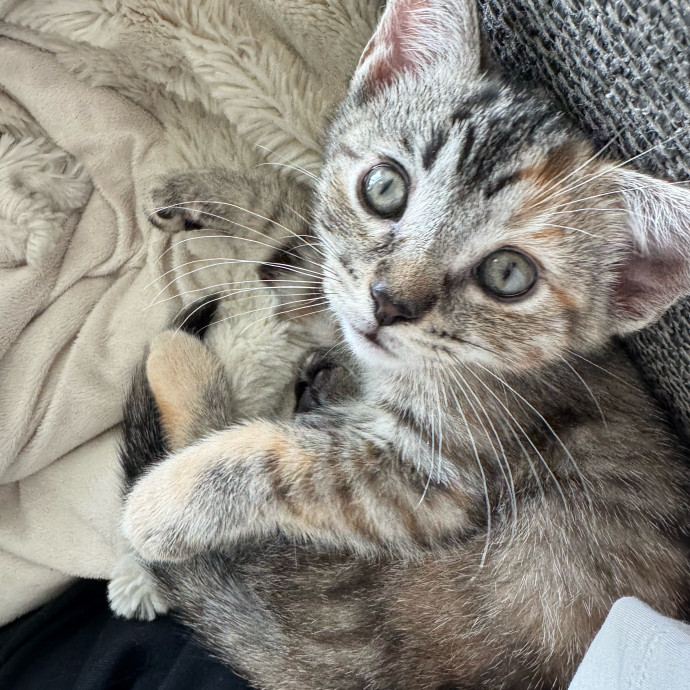Trusted Cat Care From A Cat Lady