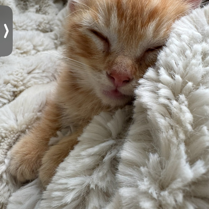 Trusted Cat Care From A Cat Lady