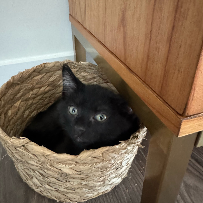 Trusted Cat Care From A Cat Lady